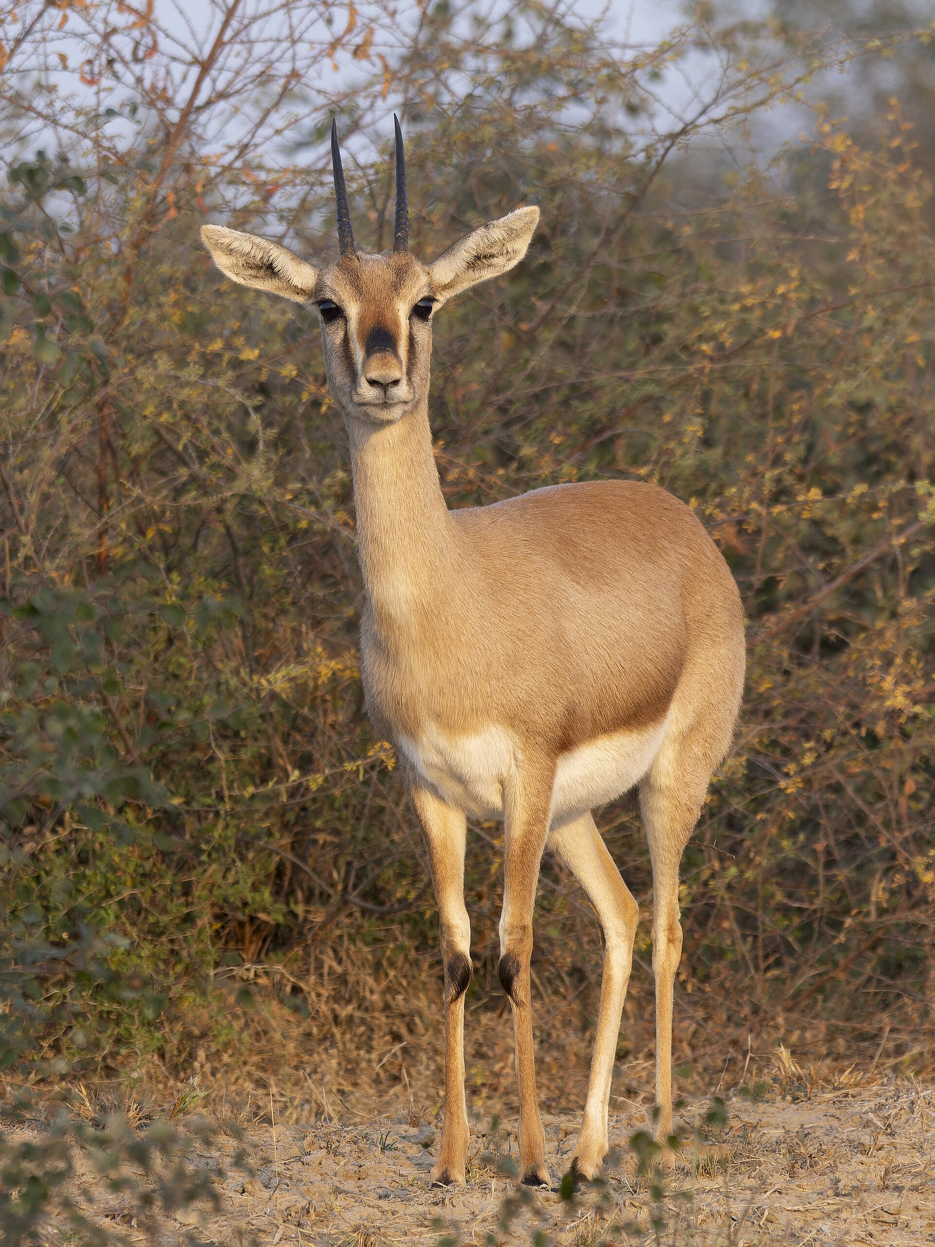 Chinkara Indian gazelle