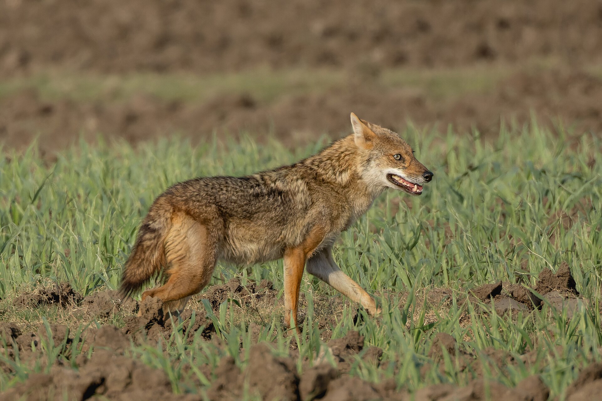 Golden jackal of Mukundra forest edge