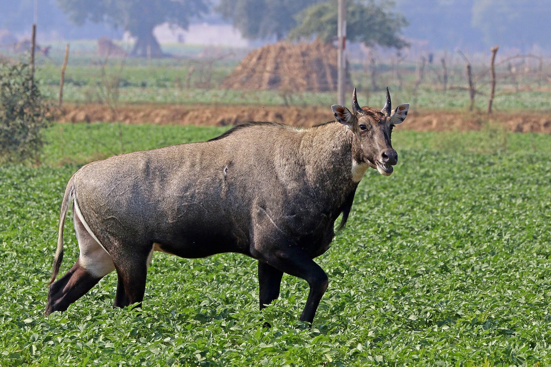 Nilgai blue bull in Mukundra woodland