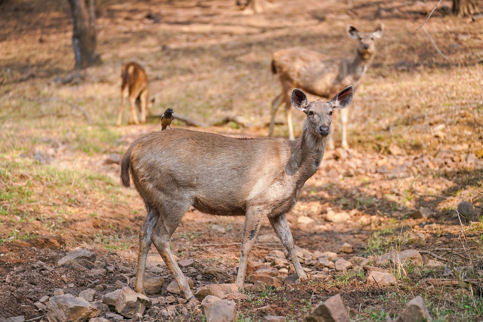 Sambar deer of Mukundra hill forest